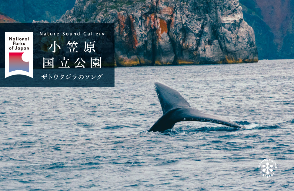 小笠原国立公園~ザトウクジラのソング (ステレオ録音)