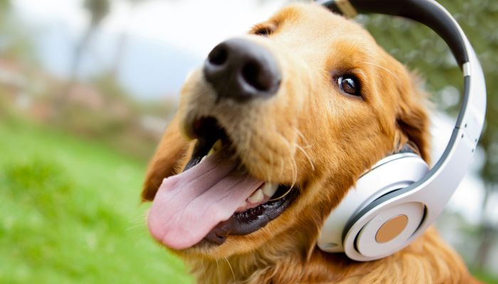 人間だけじゃない!? ペットも音楽を聴いて 