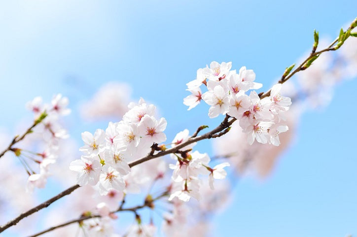 【特集】忘れられない第一印象の作り方<br>〜心理学講師・ふくちみずほ先生