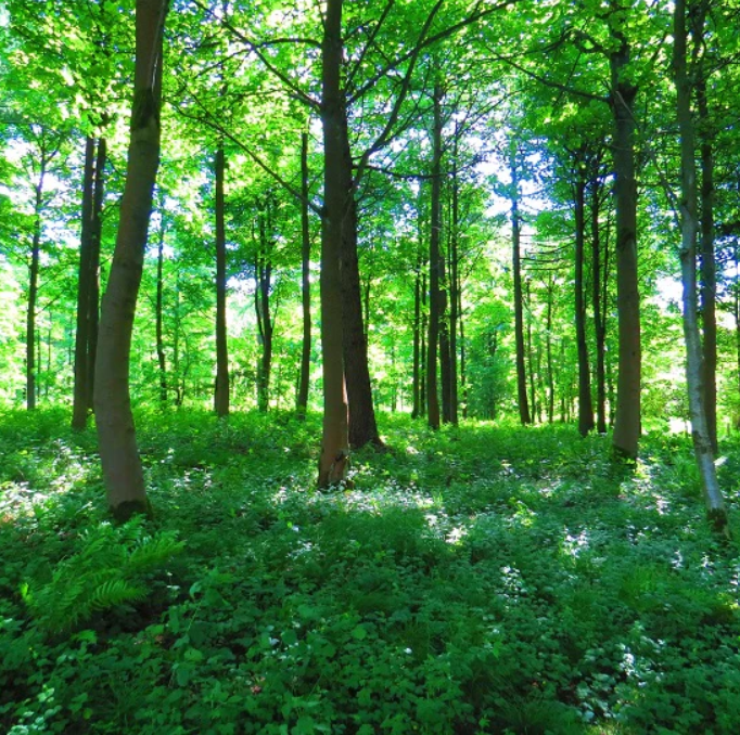 きっと誰かに話したくなる！「森林浴」の豆知識