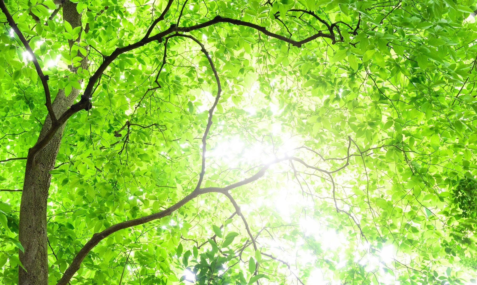 【目的別】ヒーリングミュージックの効果と、おすすめの音楽をご紹介