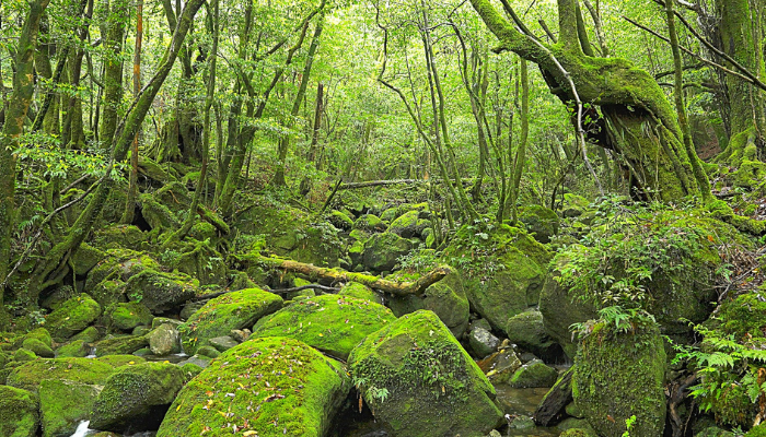 屋久島の自然を未来へつなぐために