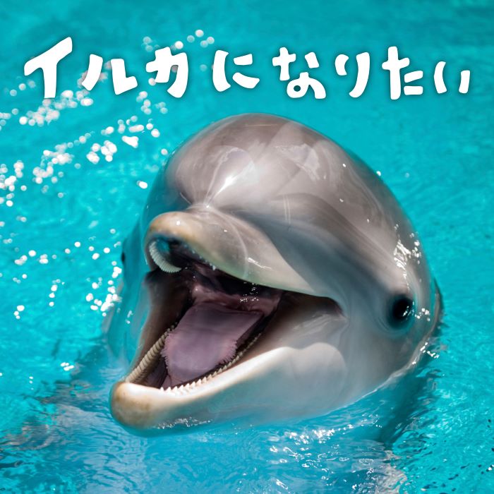 イルカになりたい / 広橋真紀子 – 癒しの音楽ヒーリングプラザ（株式