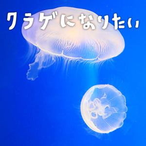 クラゲになりたい / 広橋真紀子