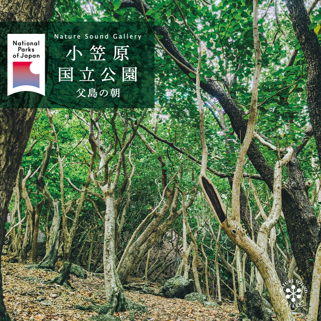 父島の朝～オガサワラオオコウモリと小鳥のさえずり (小笠原国立公園) / ネイチャー・サウンド・ギャラリー