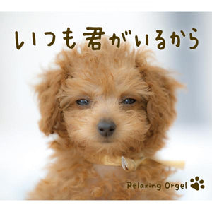 いつも君がいるから / α波オルゴール
